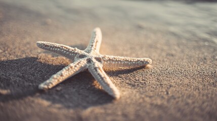 Elegant white starfish resting on sandy shore captured in vintage-style photography with soft focus and warm color palette