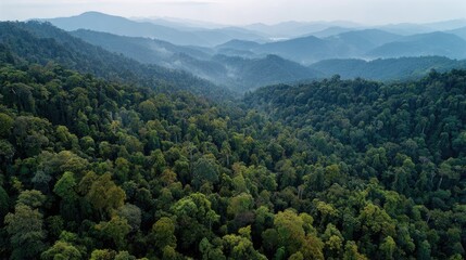 Naklejka premium Aerial view of dense rainforest with layers of green foliage stretching across the horizon