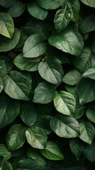 Lush Green Leaves Background with Water Droplets Close-up