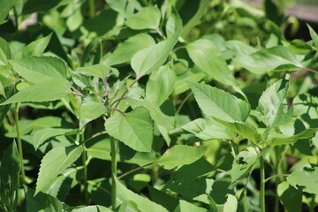 green leaves in the garden