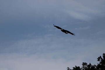 bald eagle soaring through the sky