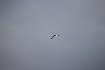 birds in flight