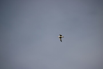 Fototapeta premium bird flying