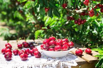 White bowl filled with ripe cherries on the tableTatsiana Yatsevich