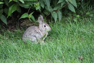 rabbit eating leaves