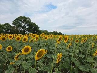 Obraz premium sunflower field with blue sky