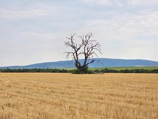 lonely tree in the field