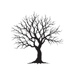 Obraz premium Silhouette of a large bare deciduous tree with intricate branches against a stark white background
