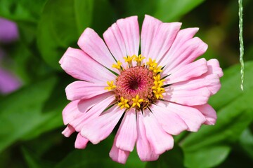 Obraz premium 真夏に咲くヒャクニチソウ