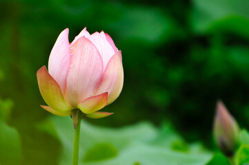 Obraz premium blossoming lotus flowers