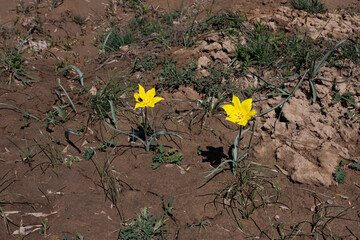 Springtime steppe landscape in Kazakhstan with green grass and blooming wildflowers under a clear sky