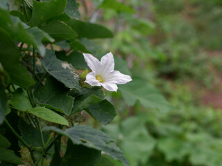 white ivy gourd flower, known as Coccinia grandis, grows along the barbed fence in the farmlot.