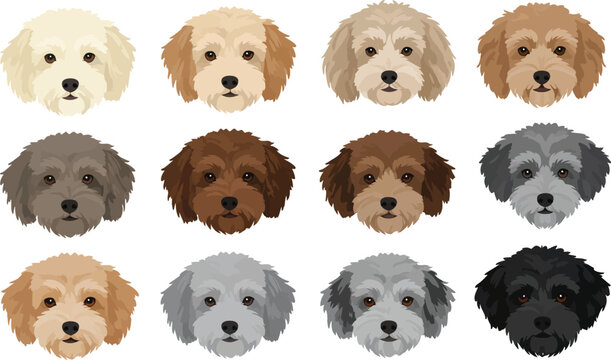 Havapoo Illustration Art Vector of Different Colors Dog Breeds Heads for Pet Design
