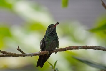 beautiful hummingbird in Costa Rica