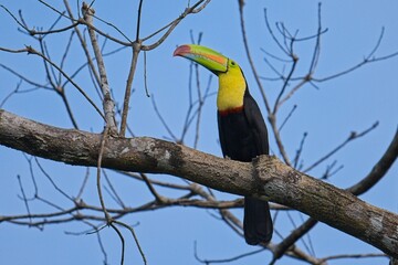 Keel-billed toucan in Costa Rica