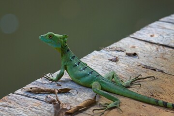 young basilisk in Costa Rica