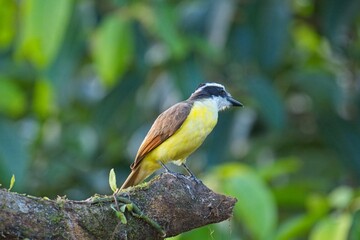 Great kiskadee in Costa Rica