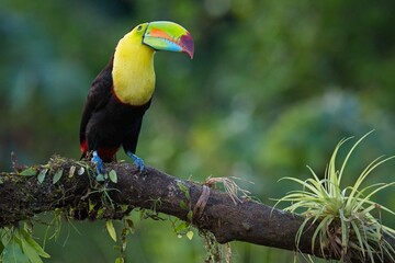 Keel-billed toucan in Costa Rica