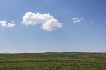 Spring steppe in Kazakhstan with green grass under a bright blue sky and scattered white clouds