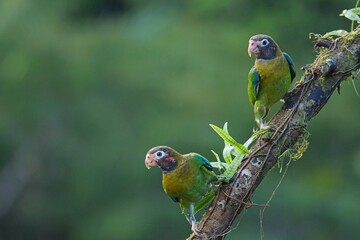 Brown-hooded parrot in Costa Rica