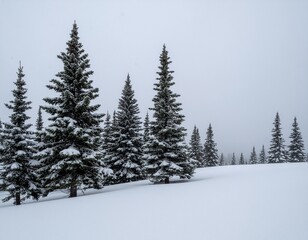 Naklejka premium Snow-Covered Pine Trees- Majestic evergreen pine trees blanketed in heavy snow