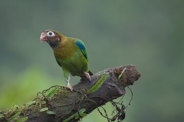 Brown-hooded parrot in Costa Rica