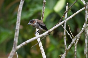 sparrow in Costa Rica