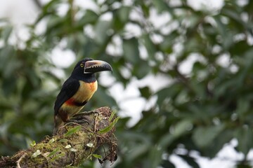Collared aracari