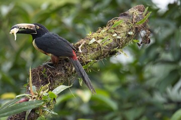 Collared aracari