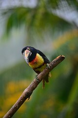Collared aracari