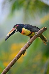 Collared aracari