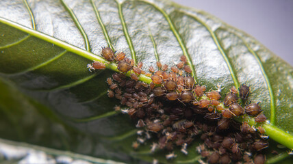 A colony of aphids feeding on coffee leaf nutrients, assisted by ants in a unique symbiotic relationship in agricultural ecosystems.