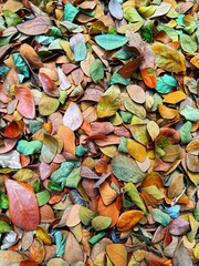 Abstract texture pile of dried leaves scattered on the ground as background. Autumn season concept.