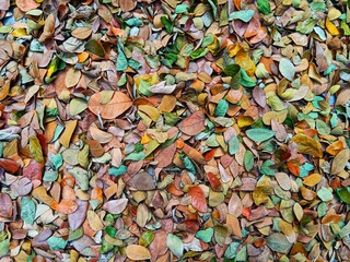 Abstract texture pile of dried leaves scattered on the ground as background. Autumn season concept.