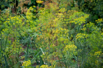 A lush bed of dill plants thrives in a garden, displaying delicate green stems and yellow flowering...