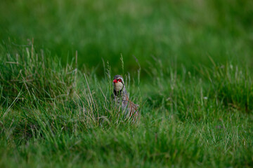 red legged partridge looking