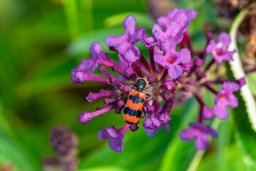 A Fascinating Macro View of an Orange and Black Bee beetle, Trichodes alvearius, Resting on a Plant in Nature