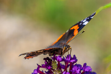 A beautiful butterfly, Admiral, Vanessa atalanta, gracefully resting on a vibrant purple flower in its natural habitat