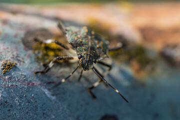 A closeup view of a truly unique insect, Halymorpha halys, resting on a vibrant and colorful surface