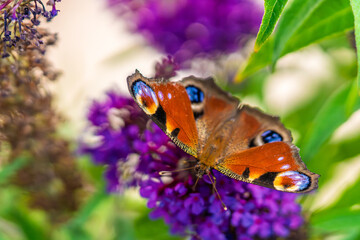 A Beautiful and Vibrant Peacock Butterfly, Aglais io, is Resting Gracefully and Elegantly on Green Leaves