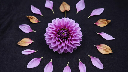 Decaying Flower Petals Surrounding a Central Bloom as a Visual Metaphor for Aging and the Passage of Time