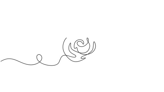 Animated self drawing of continuous line draw rose flower. Full length one line animation. 4K	