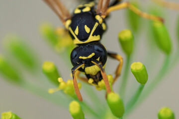 Detailed CloseUp of a Yellow and Black Wasp, Polistes dominula, Effectively Pollinating a Flower Blossom