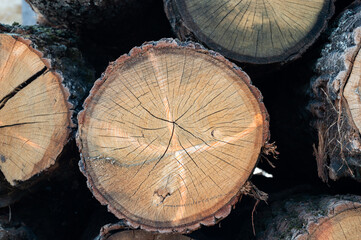 Neatly stacked logs reveal intricate wood grain patterns and growth rings, showcasing the natural beauty of timber in a serene environment