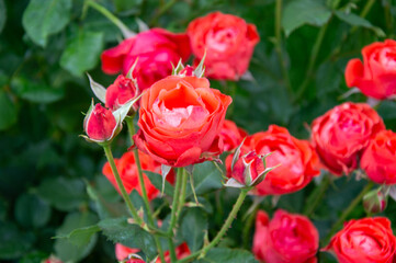 A cluster of striking red roses flourishes in a lush garden, showcasing their vibrant petals and fresh green leaves