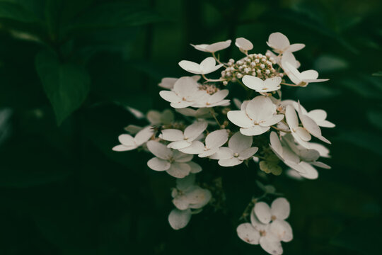 White hydrangea flowers bloom against a dark green backdrop, showcasing nature's elegance. A cluster of delicate white hydrangea blossoms against a moody backdrop of dark green foliage. Summer flower