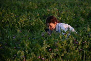 Young woman taking pictures of blooming peas in a field at sunset