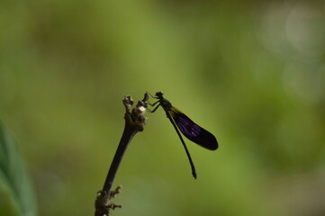 close-up photo of  colorful dragonfly with blurry background