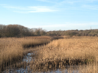 Channel through a brown winter reedbed in a pond
