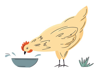 Hand drawn poultry. Colorful farm hen isolated on white.  Vector chicken illustration. Bright, organic design for local farm, urban homesteading, fresh food, and countryside life